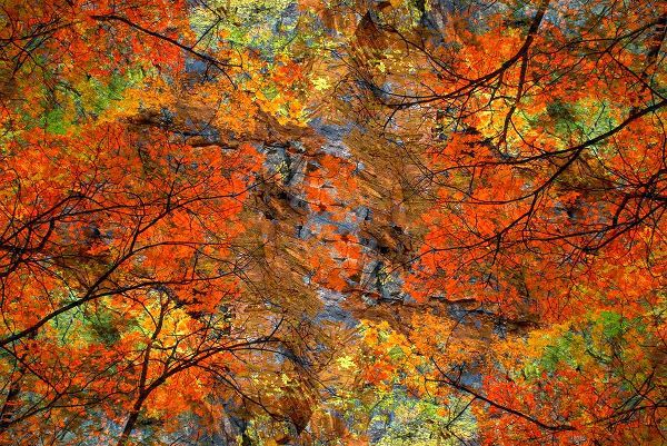 Jaynes Gallery 아티스트의 Autumn tree abstract작품입니다.